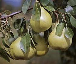 Pear, D'Anjou Pear (Pyrus x D'Anjou) - European Pear, 7 gal