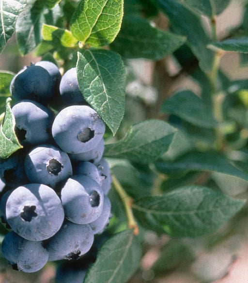 Blueberry, Chandler Highbush (Vaccinium corymbosum 'Chandler'), 3 gal