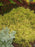 Cypress, Aurea Gold Thread Cypress