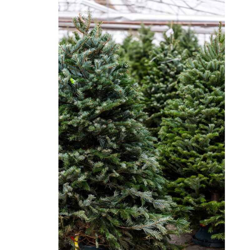 LIVE Christmas Tree Delivery 612 ft — Mackey's