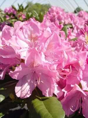 Rhododendron, English Roseum Rhododendron