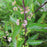 Beautyberry, Early Amethyst Beautyberry