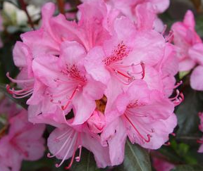 Rhododendron, Aglo Rhododendron