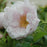 Rose, Snow Pavement Groundcover Rose