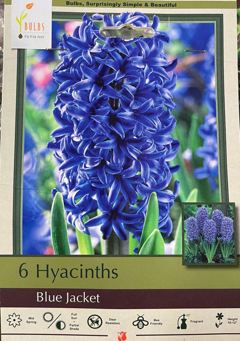 Bulbs Hyacinth orientalis 'Blue Jacket'