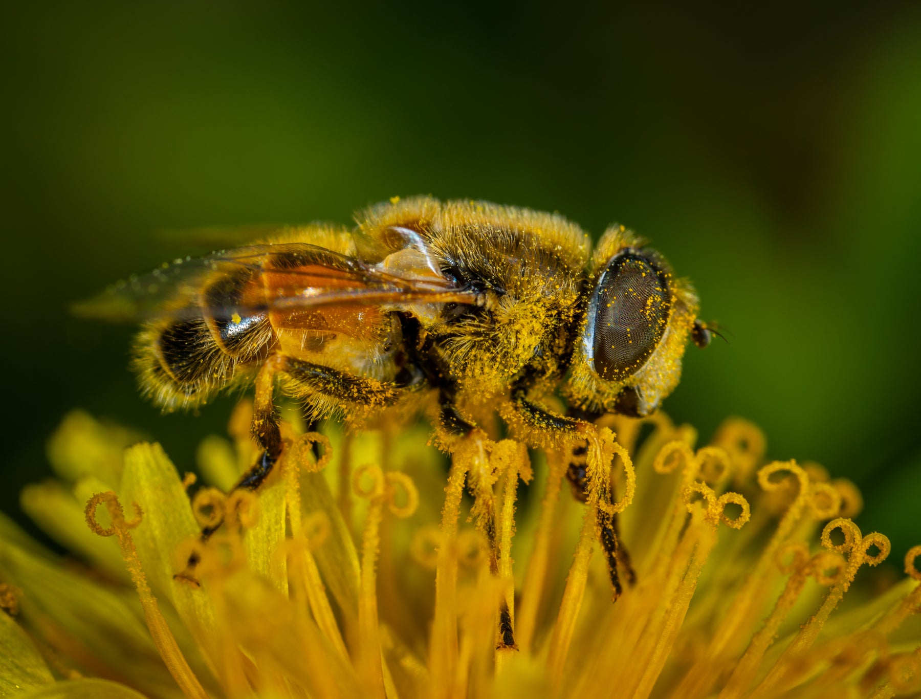 Growing Home Ep. 14  - "Bee" A Pollinator