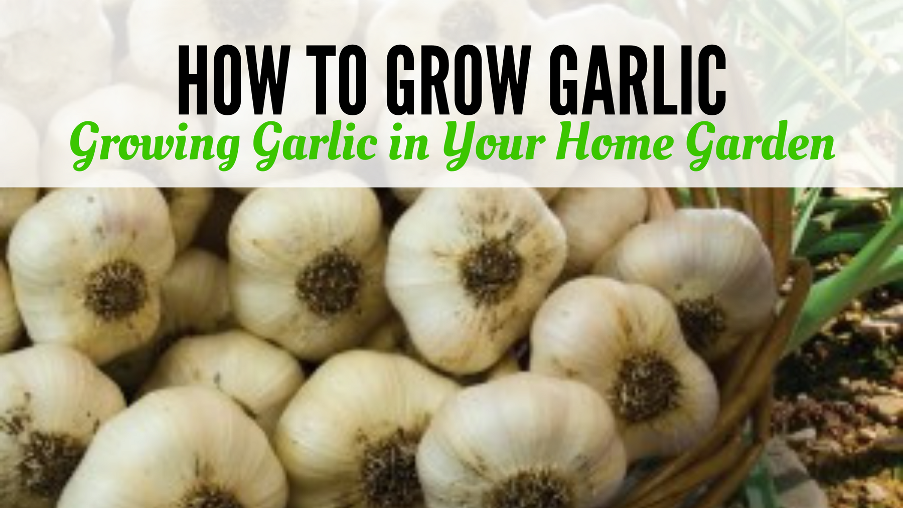How to Grow Garlic: Growing Garlic in Your Home Garden