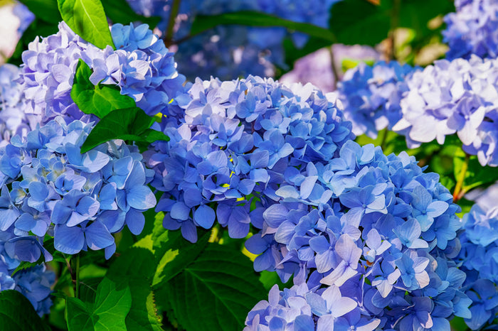 Growing Home Ep. 13- Don't Be a "Strangea" to Hydrangeas