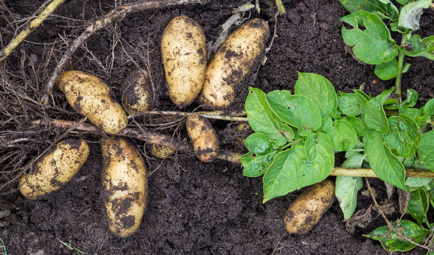 Growing Home Ep. 7 - Digging Into Potatoes with Terry Therrien & Len Giddix