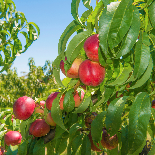 Nectarine Trees