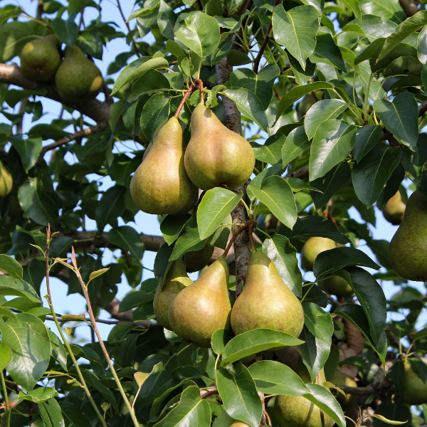 Pear Trees
