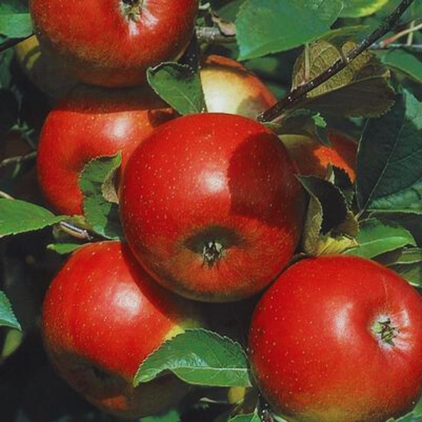 All Fruit Trees & Shrubs