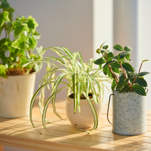 Houseplant Care