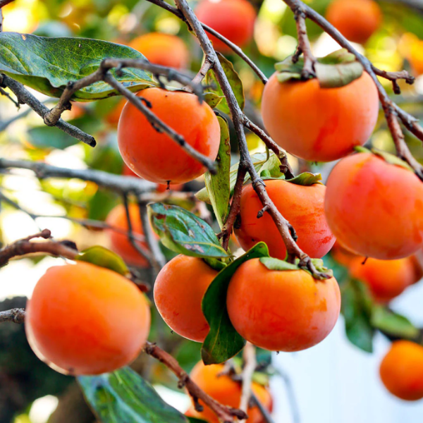 Persimmon Trees