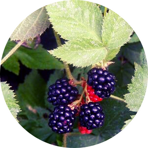 Blackberry Bushes