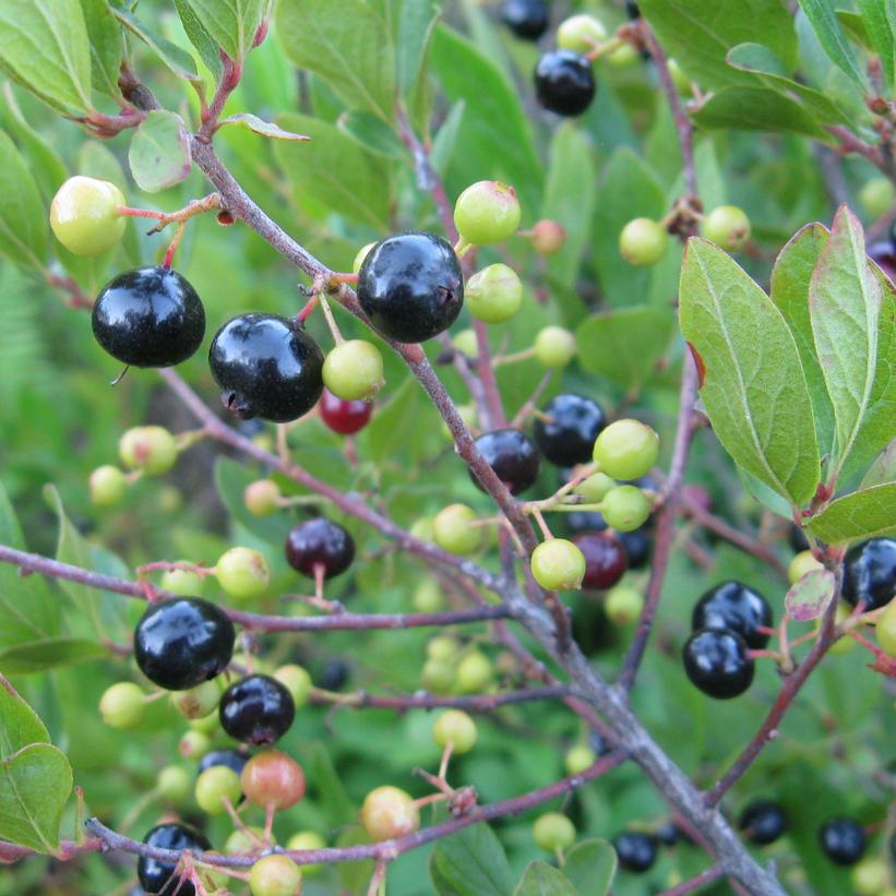 Huckleberry Bushes