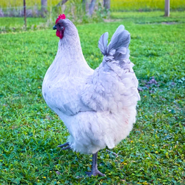 Chick Pre-Order 2026