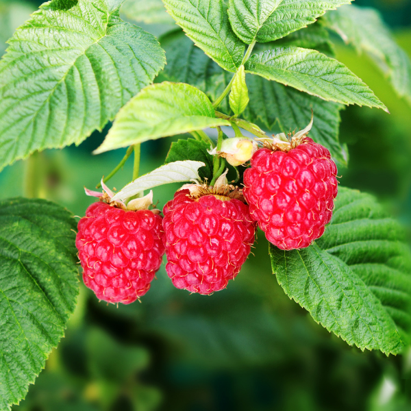 Raspberry Bushes