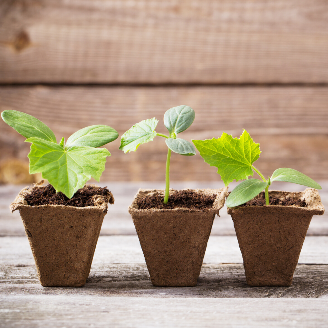 Seed Starting Supplies