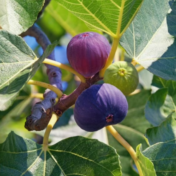 Fig Trees