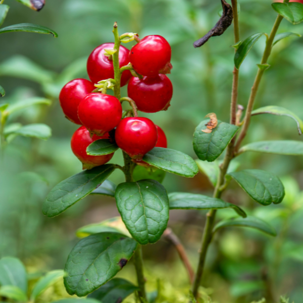 Lingonberry Bushes
