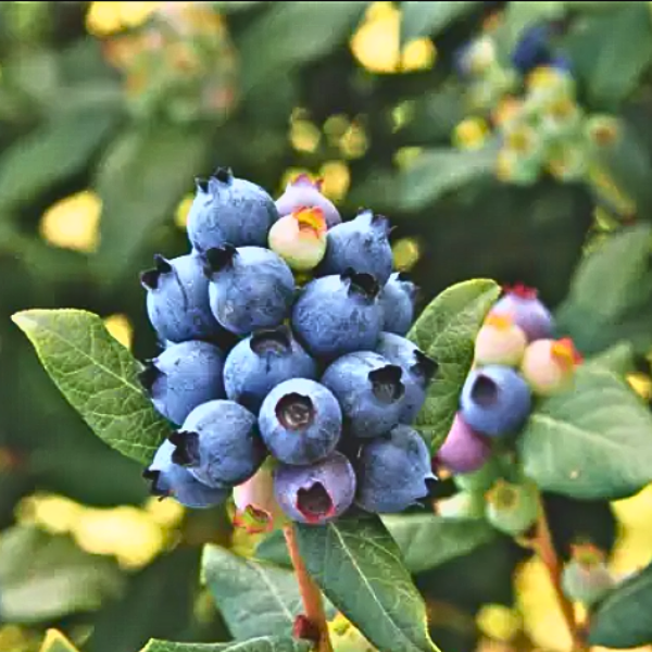 Blueberry Bushes