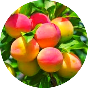 Apricot Trees