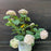 Hydrangea arborescens 'NCHA5'  - Invincibelle® Wee White Smooth Hydrangea