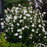 Hibiscus syriacus 'Notwoodtwo'  - White Chiffon® Rose of Sharon