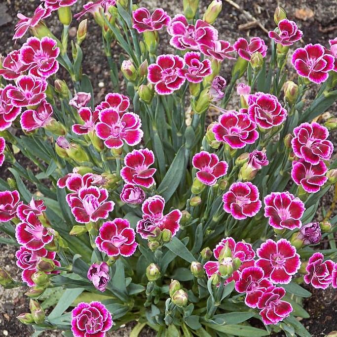 Dianthus, EverLast™ Burgundy Blush Dianthus