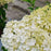 Hydrangea paniculata 'Ilvobo' PP22782  - Proven Winners® Color Choice® Bobo® Hydrangea