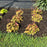 Heuchera 'Toffee Tart' PP33,694  - Dolce® Toffee Tart Heuchera