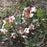 Helleborus 'Walhelivor'  - Ivory Prince Lenten Rose