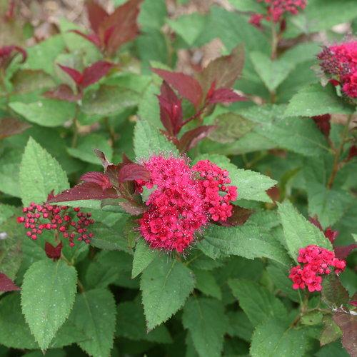 Spiraea x 'NCSX2'  - Double Play® Doozie Spirea