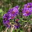 Aster, Grape Crush New England Aster