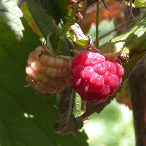 Rubus idaeus 'Heritage'  - Heritage Everbearing Raspberry