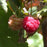 Rubus idaeus 'Heritage'  - Heritage Everbearing Raspberry