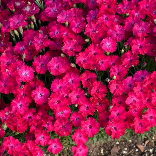 Dianthus, Paint the Town Red Dianthus