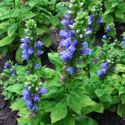 Cardinal Flower, Blue Cardinal Flower