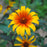 Heliopsis helianthoides var. scabra 'Burning Hearts'  - Burning Hearts False Sunflower