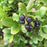 Chokeberry, PW® Low Scape Mound® Aronia