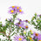 Aster, Raydon's Favorite Aromatic Aster