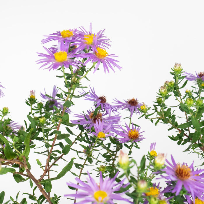 Aster, Raydon's Favorite Aromatic Aster