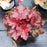 Heuchera x 'TNHEUFR'  - Forever® Red Heuchera, Coral Bells