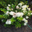 Hydrangea paniculata 'Rensun' PP 25,438  - First Editions® Strawberry Sundae® Hydrangea
