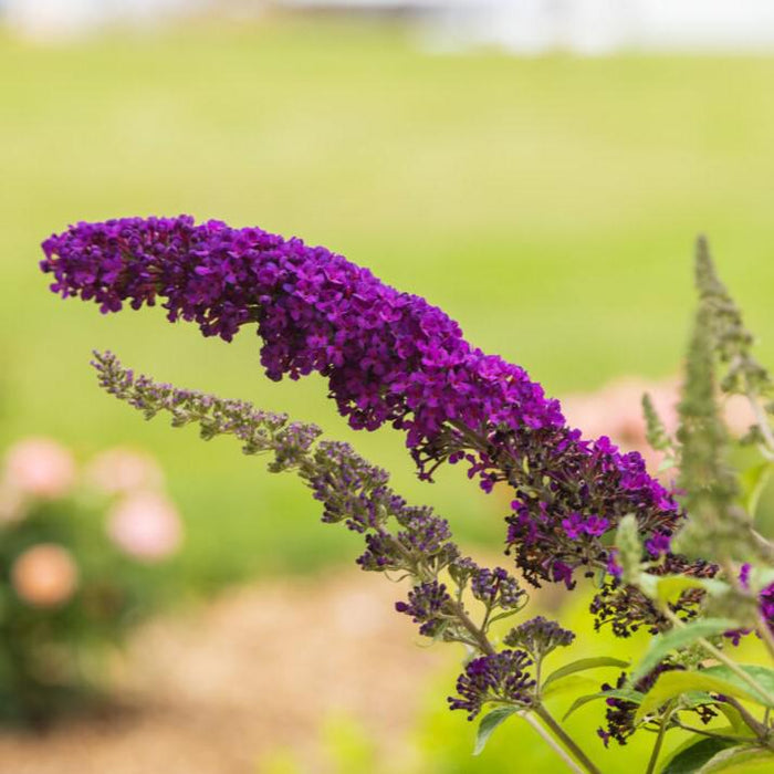 Butterfly Bush, First Editions® Groovy Grape™ Butterfly Bush