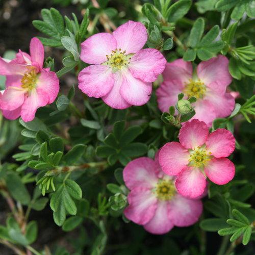 Cinquefoil, PW® Happy Face Hearts® Potentilla