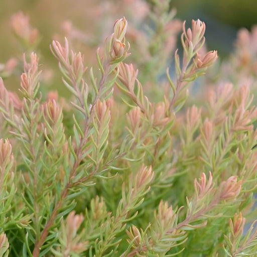 Arborvitae, Fire Chief™ Globe Arborvitae