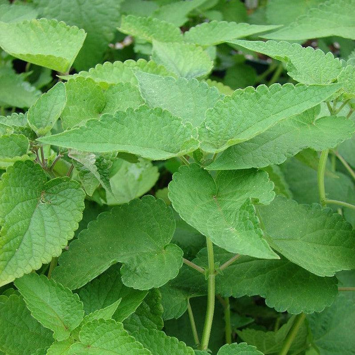 Hyssop, Anise Purple Hyssop