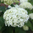 Hydrangea arborescens 'Annabelle'  - Mophead Hydrangea, Annabelle Hydrangea